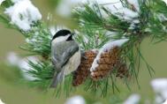 chickadee pinecone